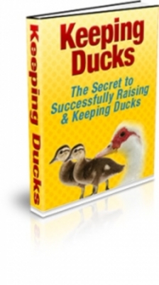 Product picture Keeping Ducks with PLR - HOT ITEM !!!