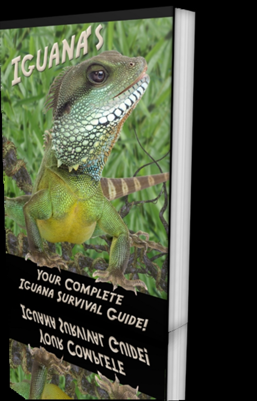 Product picture Complete Iguana Survival Guide with PLR