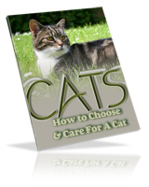 Product picture How to care your cat